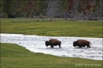 Bisontes cruzando el rio - Yellowstone National Park
Bison Yellowstone National Park