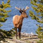 Ciervo en la orilla del Lago Yellowstone - Yellowstone National Park