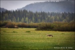 Coyote cerca de Oxbow Bend - Grand Teton National Park