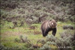 Oso Grizzly - Grand Teton National Park