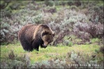 Grizzly Bear - Grand Teton National Park