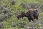 Moose eating - Grand Teton National Park