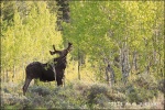 Moose at sunset - Grand Teton National Park