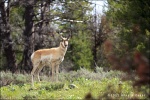 Antilope americano - Grand Teton National Park
