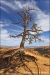Raices - Bryce Canyon National Park