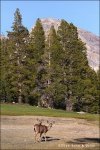 Ciervos en Tuolumne Meadows - Yosemite National Park