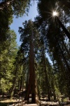 Tunnel Tree - Mariposa Grove, Yosemite National Park