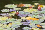 Water lilies in the Japanese Tea Garden - San Francisco