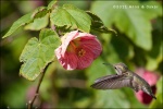 Colibri - Golden Gate Bridge - San Francisco
Humming bird Golden Gate Bridge San Francisco Colibri