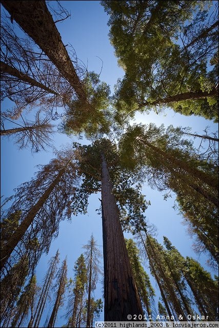 Calaveras Big Trees - Parques del Oeste de USA