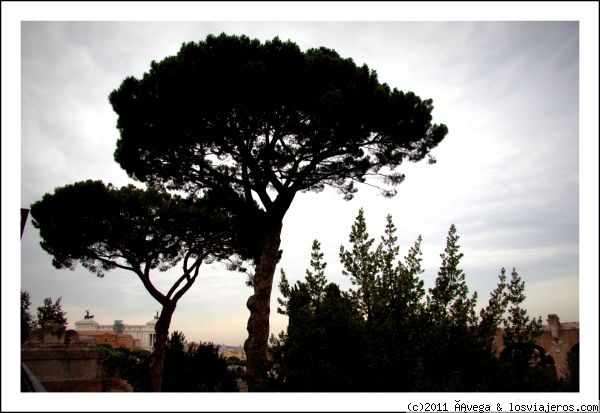 Entre los pinos, Roma
Una de las estampas asociadas a la ciudad es la de la imagen del pino romano.
