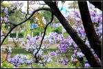 Árbol en Benalmádena