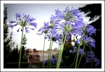 Flores en los Aviarios del Palatino, Roma
Palatino Roma Italia