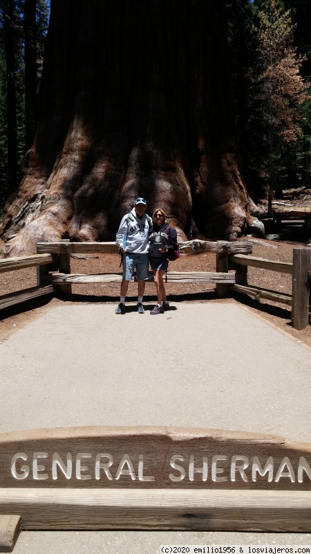 Sequoia los árboles gigantes - Costa Oeste USA por nuestros 60 cumpleaños (2)