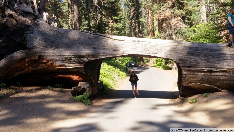 Sequoia los árboles gigantes - Costa Oeste USA por nuestros 60 cumpleaños (3)