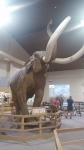 museo de mammuts