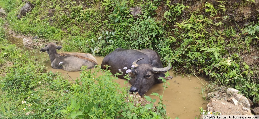 9. Arrozales y lluvia en Sapa - Vietnam 15 días de sur a norte. Agosto 2022 (4)