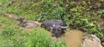 Búfalos
Búfalos, Sapa