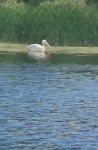 Pelicano en el Delta del Danubio