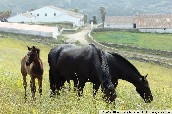 Caballo menorquín, Menorca, Islas Baleares
El caballo Pura Raza Menorquín es un caballo originario de la isla de Menorca, es una raza preservada a lo largo de los siglos.
