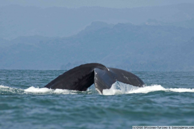 Temporada de avistamiento de ballenas en Costa Rica