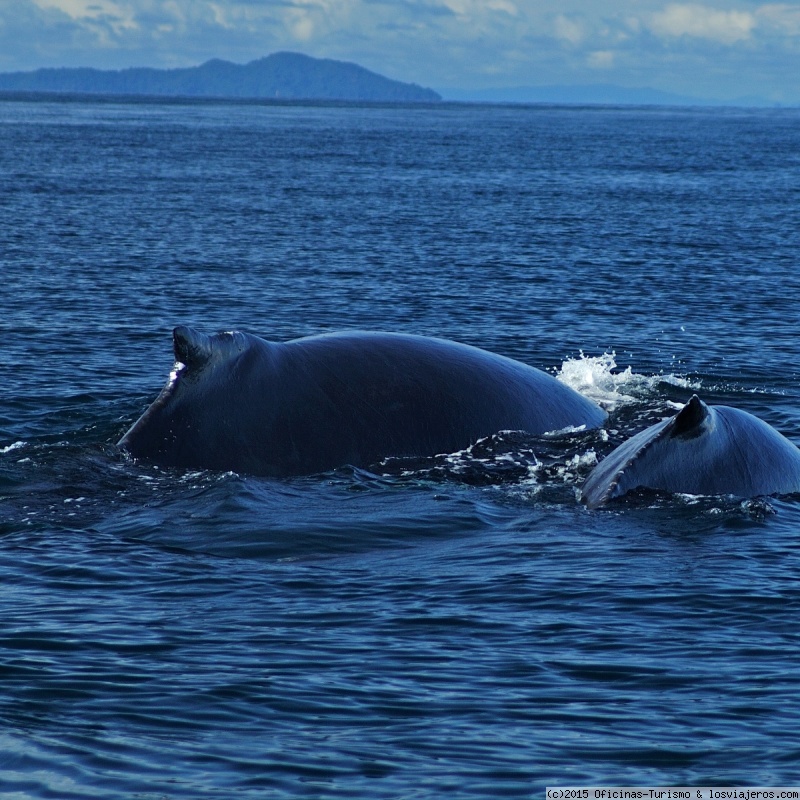 Temporada de Avistamiento de Ballenas en Centroamérica