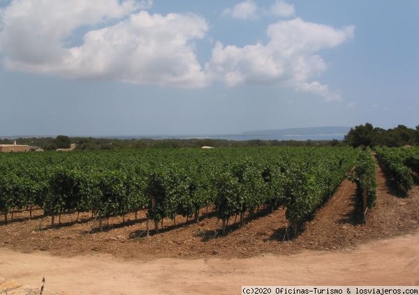 Viñedos Bodega Cap Barbaria - Formentera
La bodega Cap de Barbaria está ubicada a unos 6 kms de Sant Francesc.
