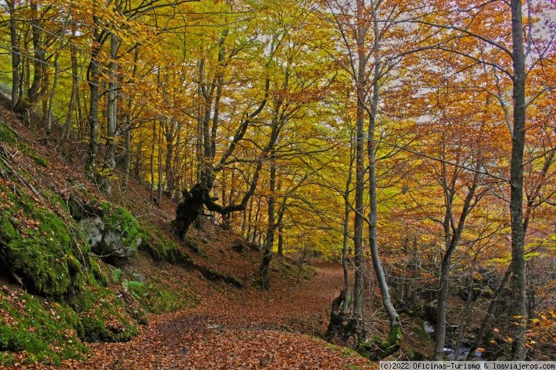 Cinco bosques en la provincia de Burgos - 7 Cascadas en la Provincia de Burgos ✈️ Foro Castilla y León