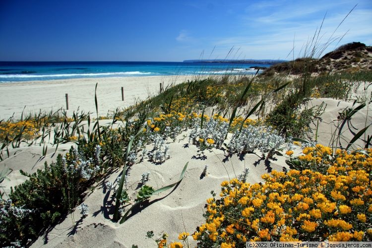 7 claves de la belleza floral de Formentera en primavera