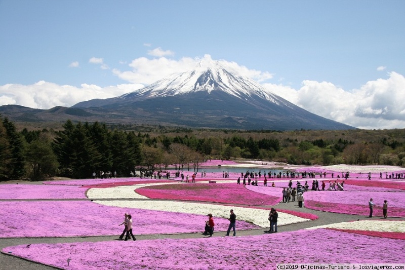 Festivales de Flores en Japón. Fuji Shibazakura y Glicinas