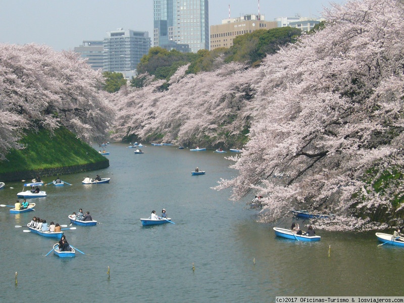 Contemplar el Cerezo en Flor en Tokio.