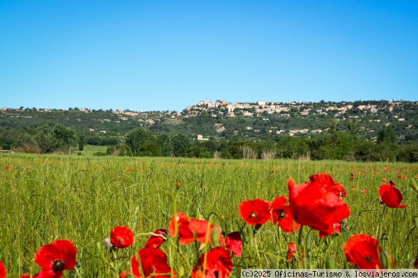 Amapolas - Gordes, Luberon, Provenza
Amapolas en la localidad de Gordes en la región de Luberon en la provenza. Foto de ©Destination Luberon
