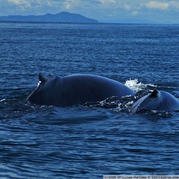 Avistamiento de Ballenas - Panamá
El avistamiento de Ballenas en el Pacífico es una de las actividades que se pueden hacer en Panamá. Foto cedida por la Oficina de Turismo de Panamá.
