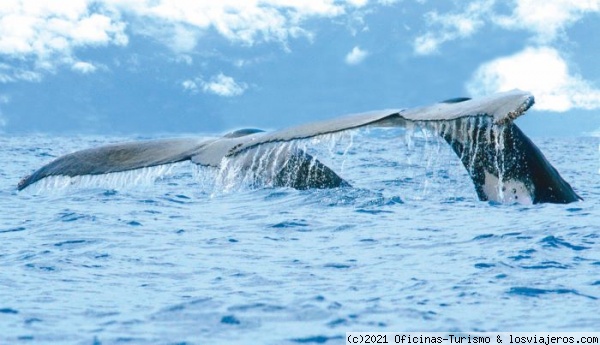 Parque Nacional Marino Ballena: Festival Ballenas y Delfines - Foro Centroamérica y México