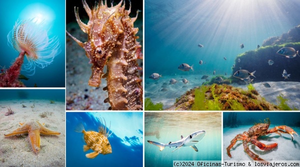 Snorkel en Playas de Muros - Noia, Rías Baixas - A Coruña - Foro Galicia