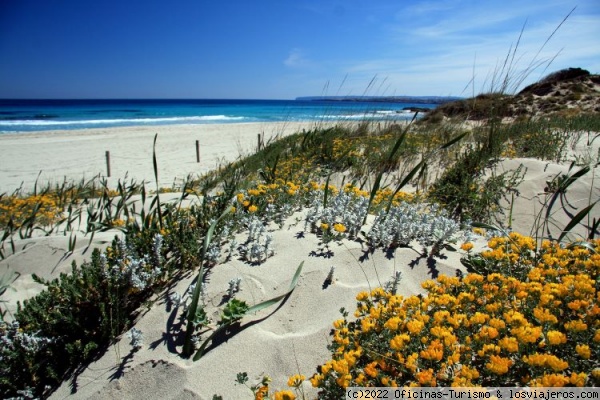 La Belleza floral de Formentera en primavera - Verano en Formentera: Música en las Plazas ✈️ Balearic Islands Forum