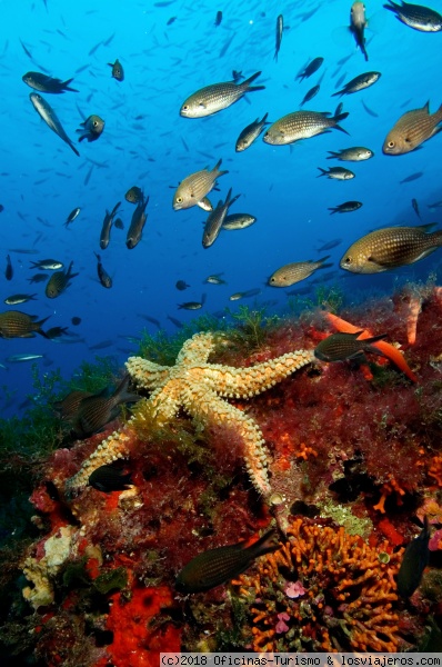 El Edén bajo el mar - puntos de inmersión en Formentera - Islas Baleares (3)