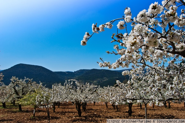 Floración de los cerezos Valle de Las Caderechas - Burgos - Foro Castilla y León