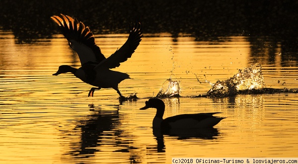 Nueva ruta Birding Camí des Brolls - Formentera - Viajar a Formentera - Balearic Islands Forum