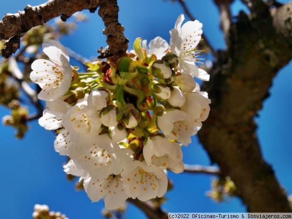 Valle de las Caderechas: flor cerezos - La Bureba, Burgos
Flor de cerezo Valle de las Caderechas
