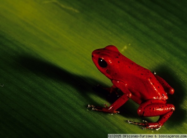 Rana roja - Panamá
Rana de colores vivos. Foto cedida por la Oficina de Turismo de Panamá
