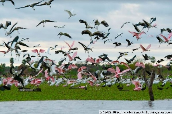 Bañado la Estrella: Maravilla Natural - Formosa, Argentina, Nature-Argentina (2)