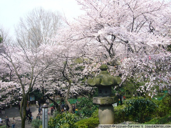Contemplar el Cerezo en Flor en Tokio. (1)