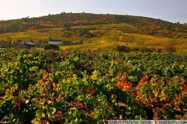 Enoturismo D.O. Bierzo - León
La zona de cultivo de el Bierzo se sitúa en el valle del río Sil, y la elaboración de vinos protegidos por esta denominación se realiza sólo con variedades de uva autorizadas. Destacan como principales, entre las tintas la Mencía y entre las blancas, Doña Blanca y Godello.
