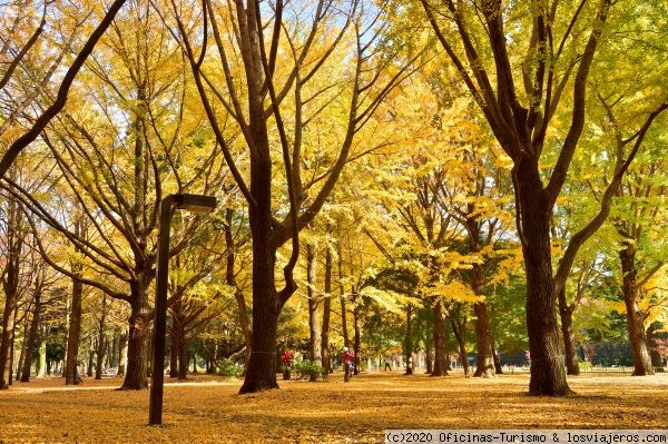 Parque Yoyogi - Tokio (Japón)
Parque Yoyogi en otoño, uno de los parques más grandes de Tokio
