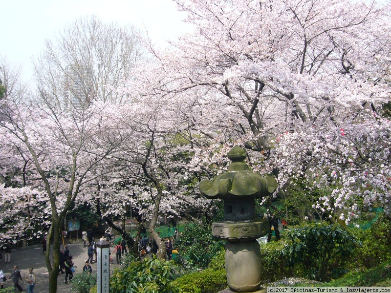 Los parques más bonitos de Tokio para observar el cerezo en flor (2)