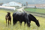 Caballo menorquín, Menorca, Islas Baleares
Caballo, Menorca, Islas, Baleares, Pura, Raza, Menorquín, menorquín, caballo, originario, isla, raza, preservada, largo, siglos