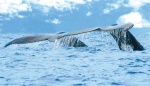 Avistamiento de ballenas...