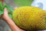 Fruta picos de Costa Rica
