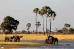 Elefantes en Hwange National Park